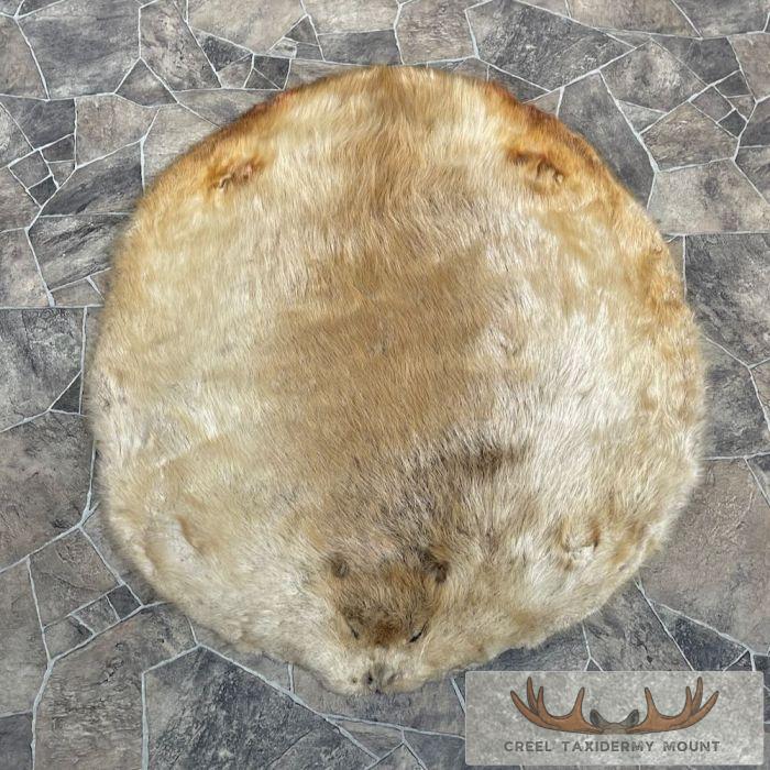 Beaver Tanned Pelt Taxidermy For Sale