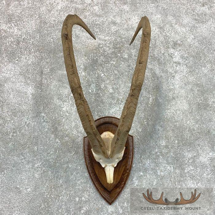 Bezoar Ibex Horn Plaque Taxidermy Mount For Sale