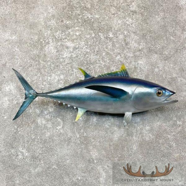 Bigeye Tuna Taxidermy Fish Mount For Sale