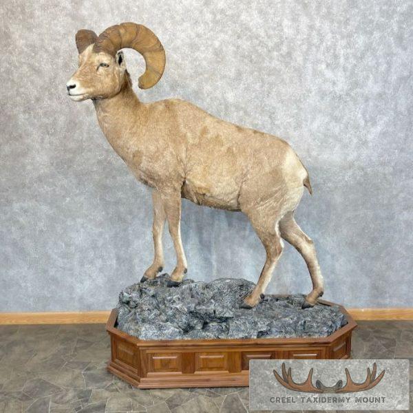 Bighorn Sheep Life-Size Taxidermy Mount For Sale