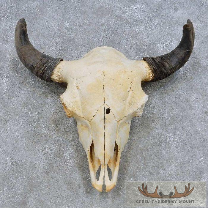 American Buffalo/Bison Skull Taxidermy Mount For Sale