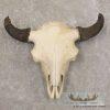 American Buffalo/Bison Skull Taxidermy Mount For Sale