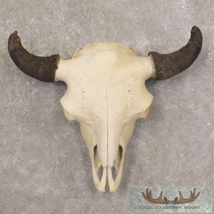 American Buffalo/Bison Skull Taxidermy Mount For Sale