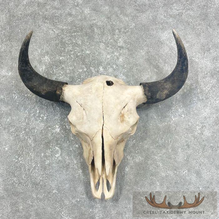 American Buffalo/Bison Skull Taxidermy Mount For Sale