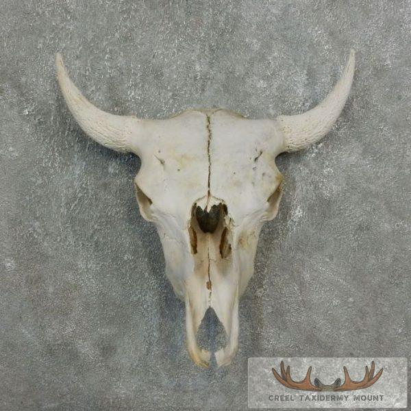 American Buffalo/Bison Skull Taxidermy Mount For Sale