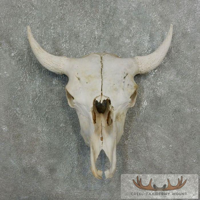 American Buffalo/Bison Skull Taxidermy Mount For Sale