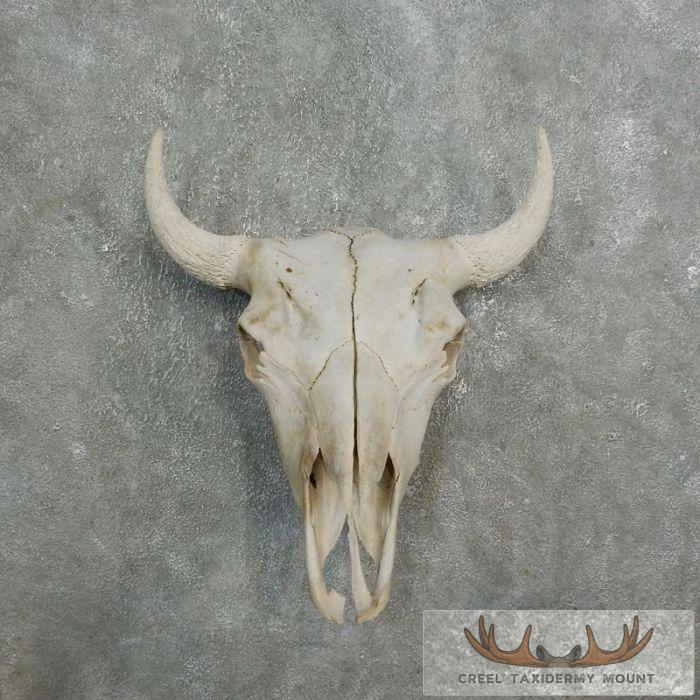 American Buffalo/Bison Skull Taxidermy Mount For Sale