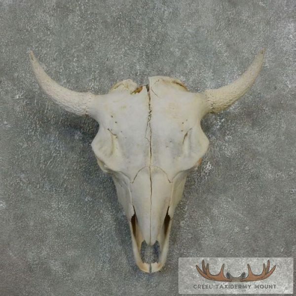 American Buffalo/Bison Skull Taxidermy Mount For Sale