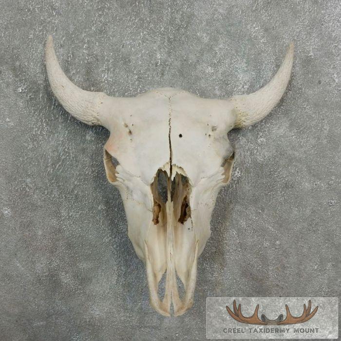 American Buffalo/Bison Skull Taxidermy Mount For Sale