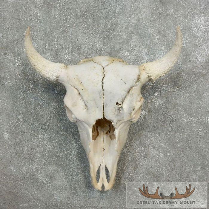 American Buffalo/Bison Skull Taxidermy Mount For Sale