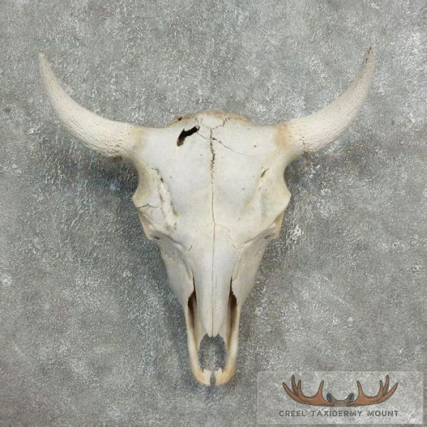 American Buffalo/Bison Skull Taxidermy Mount For Sale