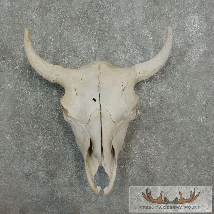 American Buffalo/Bison Skull Taxidermy Mount For Sale