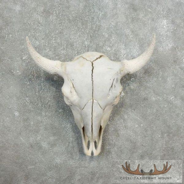 American Buffalo/Bison Skull Taxidermy Mount For Sale