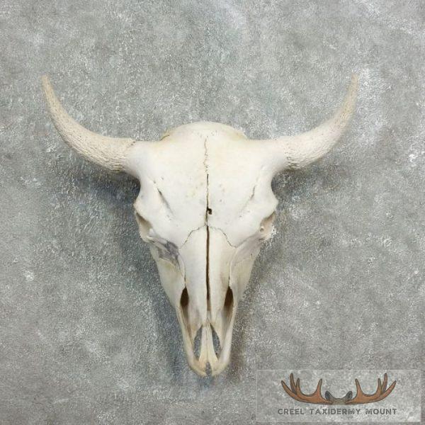 American Buffalo/Bison Skull Taxidermy Mount For Sale