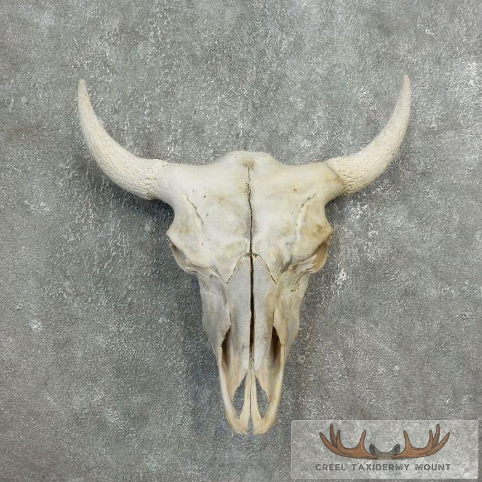American Buffalo/Bison Skull Taxidermy Mount For Sale