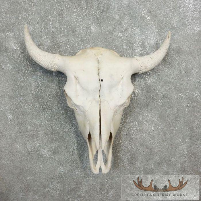 American Buffalo/Bison Skull Taxidermy Mount For Sale