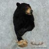 Black Bear 1/2 Life-Size Mount