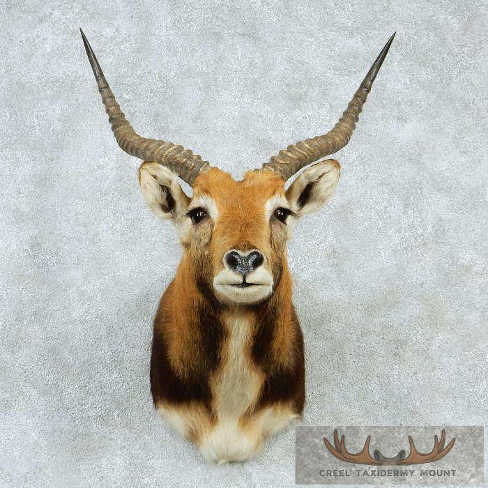 African Black Lechwe Shoulder Mount