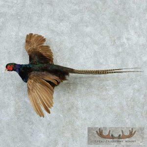 Flying Black Pheasant Taxidermy Mount Taxidermy