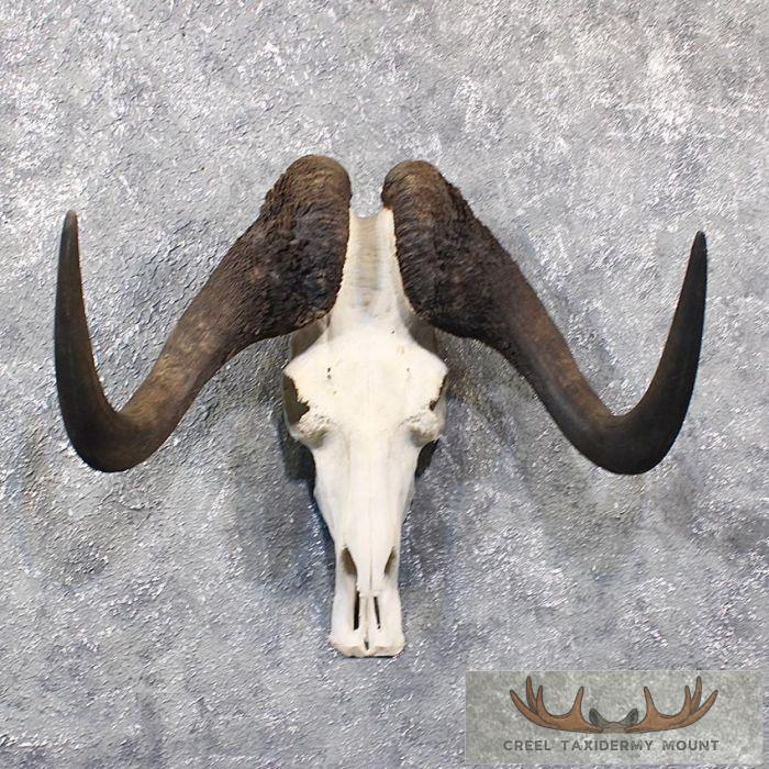 Black Wildebeest Skull & Horns