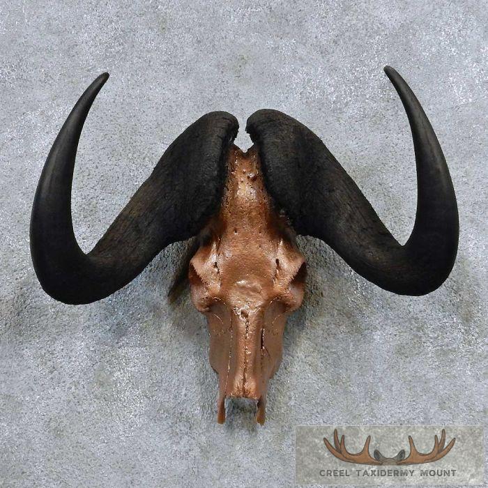 Black Wildebeest Skull & Horns European Taxidermy Mount For Sale