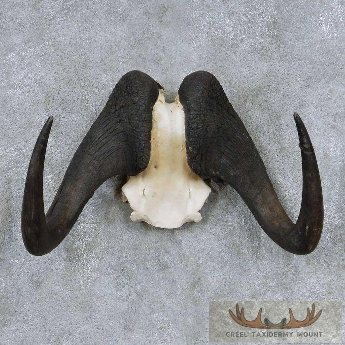 Black Wildebeest Skull & Horns European Taxidermy Mount For Sale