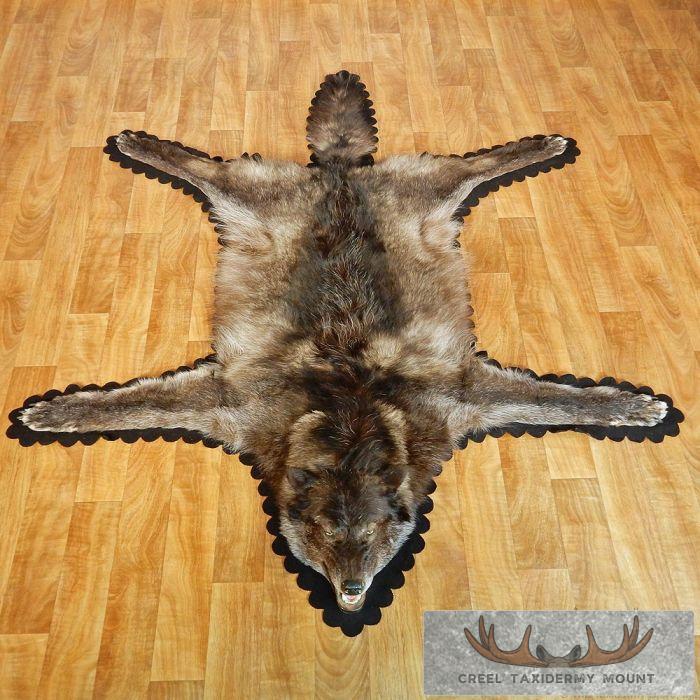 Alaskan Black Wolf Full Rug - Creel Taxidermy