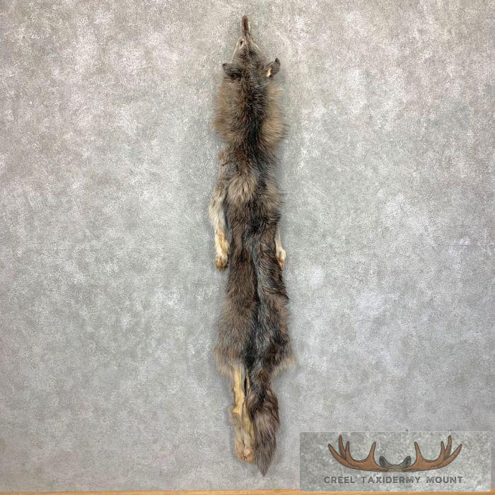 Black Alaskan Wolf Tanned Hide For Sale