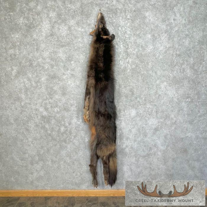 Black Alaskan Wolf Tanned Hide For Sale