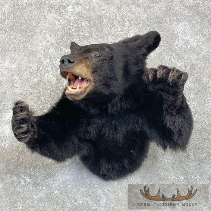 Black Bear 1/2 Life-Size Taxidermy Mount For Sale