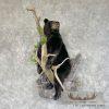 Black Bear Cub Life-Size Taxidermy Mount For Sale