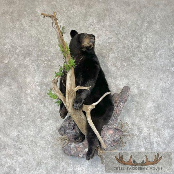 Black Bear Cub Life-Size Taxidermy Mount For Sale