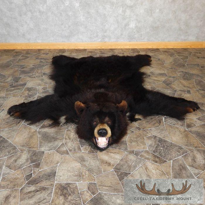 Black Bear Full-Size Taxidermy Rug For Sale