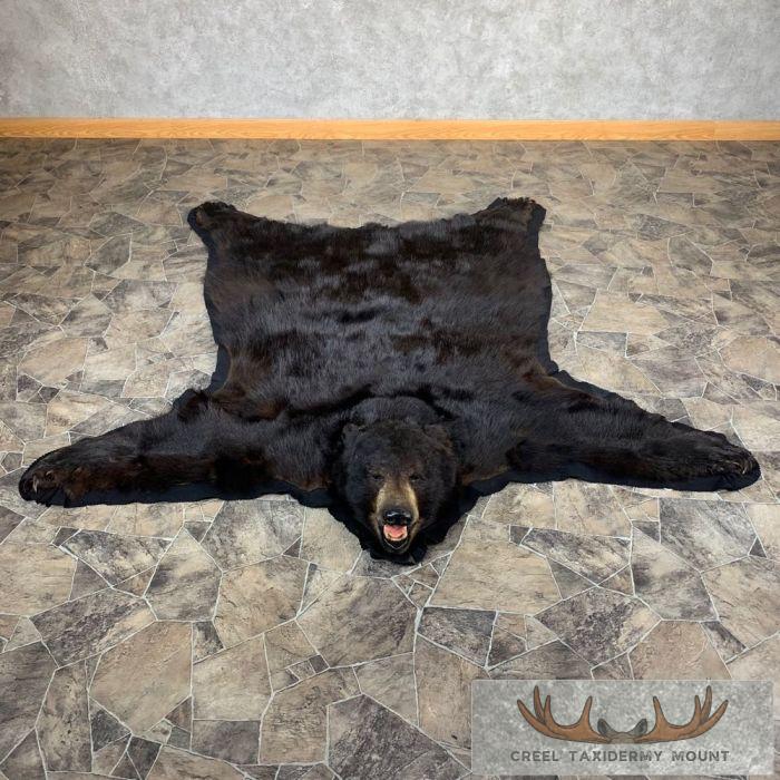 Black Bear Full-Size Taxidermy Rug For Sale