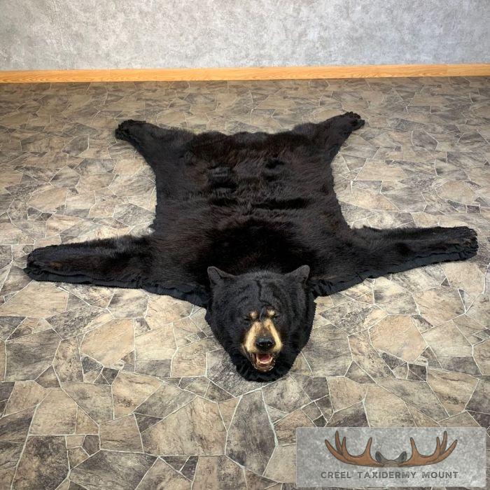 Black Bear Full-Size Taxidermy Rug For Sale
