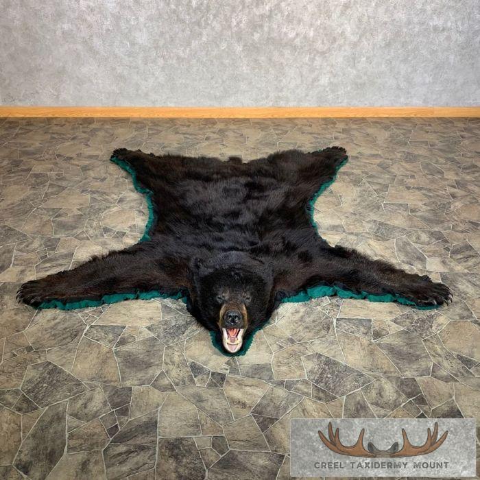 Black Bear Full-Size Taxidermy Rug For Sale