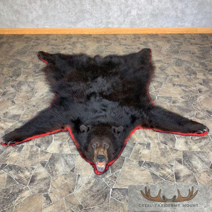 Black Bear Full-Size Taxidermy Rug For Sale