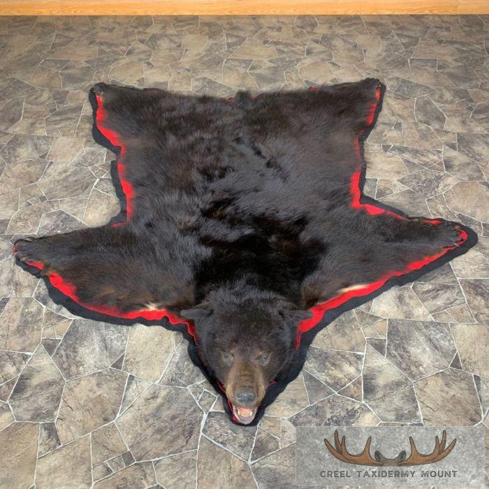 Black Bear Full-Size Taxidermy Rug For Sale