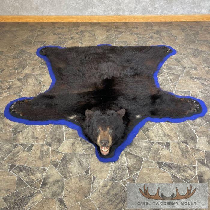 Black Bear Full-Size Taxidermy Rug For Sale