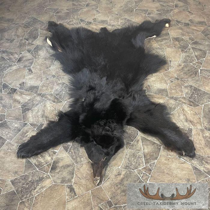 Black Bear Full Size Taxidermy Hide For Sale