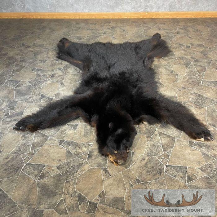 Black Bear Full Size Taxidermy Hide For Sale