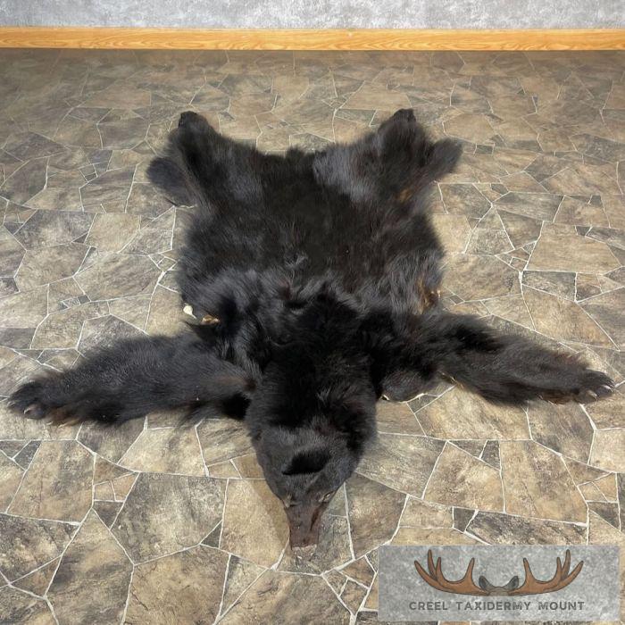 Black Bear Full Size Taxidermy Hide For Sale