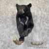 Black Bear 1/2 Life-Size Taxidermy Mount For Sale