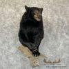 Black Bear 1/2 Life-Size Taxidermy Mount For Sale
