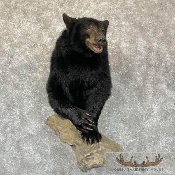 Black Bear 1/2 Life-Size Taxidermy Mount For Sale