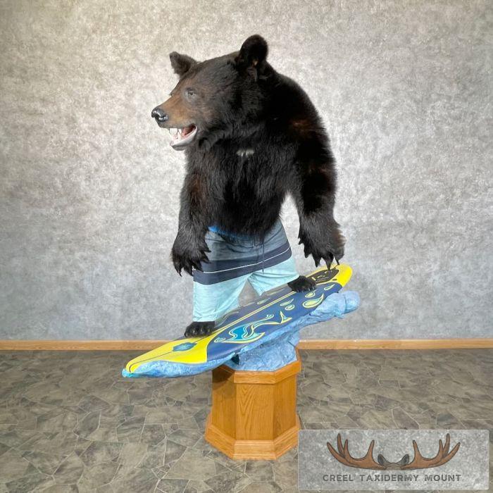 Black Bear Life-Size Taxidermy Mount For Sale