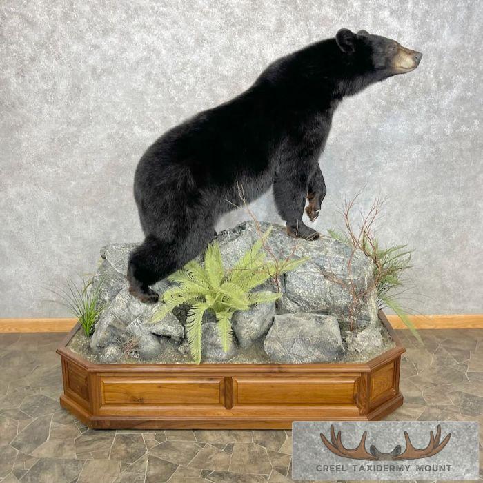 Black Bear Life-Size Taxidermy Mount For Sale