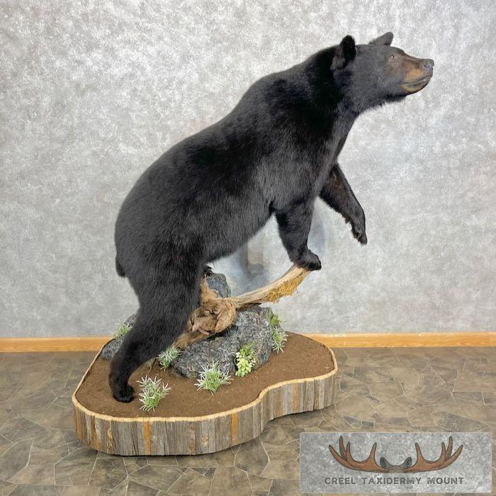 Black Bear Life-Size Taxidermy Mount For Sale