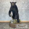 Black Bear Life-Size Taxidermy Mount For Sale