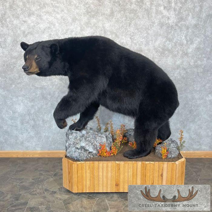 Black Bear Life-Size Taxidermy Mount For Sale